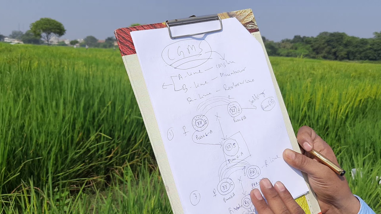 Male Sterility: Use of CGMS System in Hybrid Seed Production-Part-2