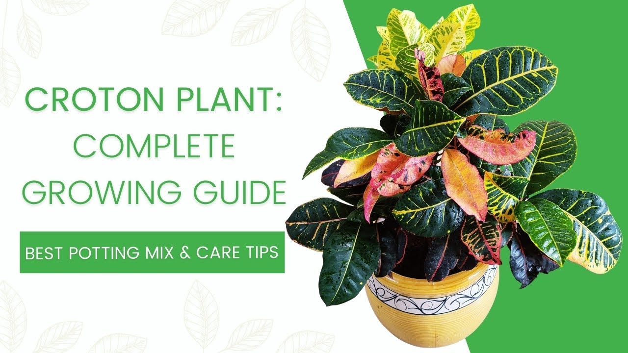 How to care for a CROTON PLANT | Best potting mix for croton plant | Croton - Complete Care Guide