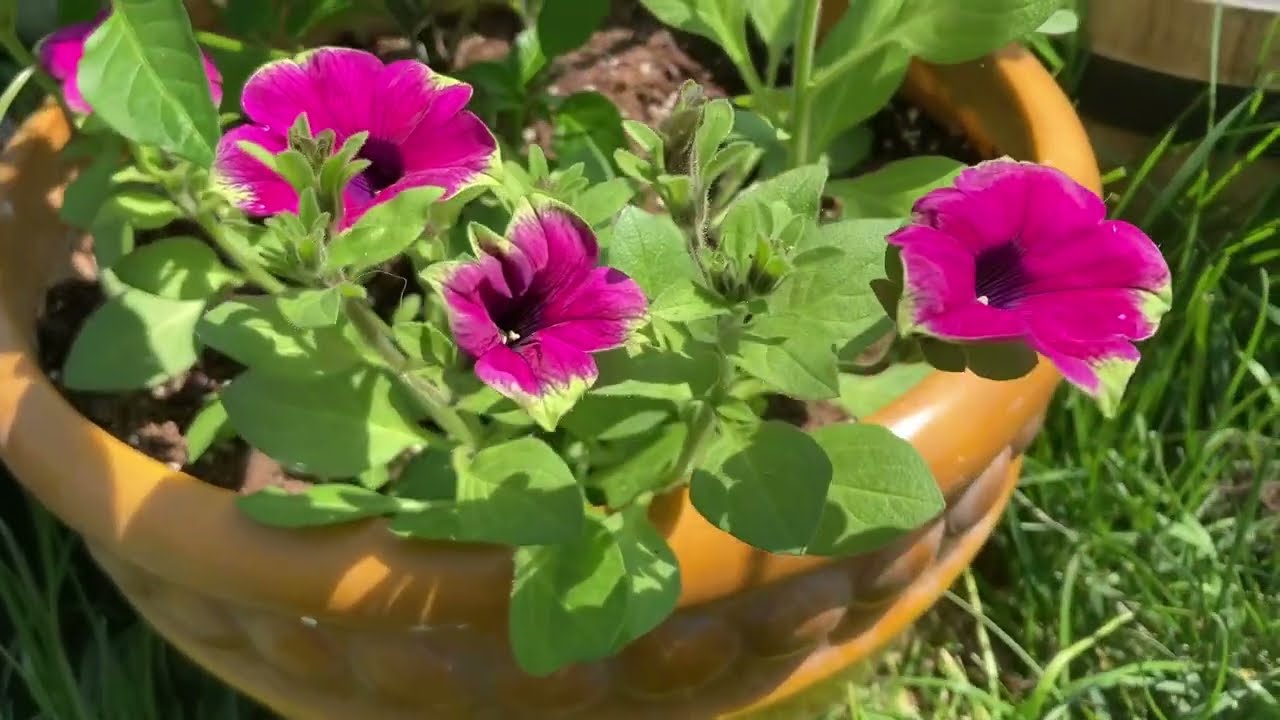 My May Garden Tour Will Make You Want to Quit Your Job and Become a Gardener...