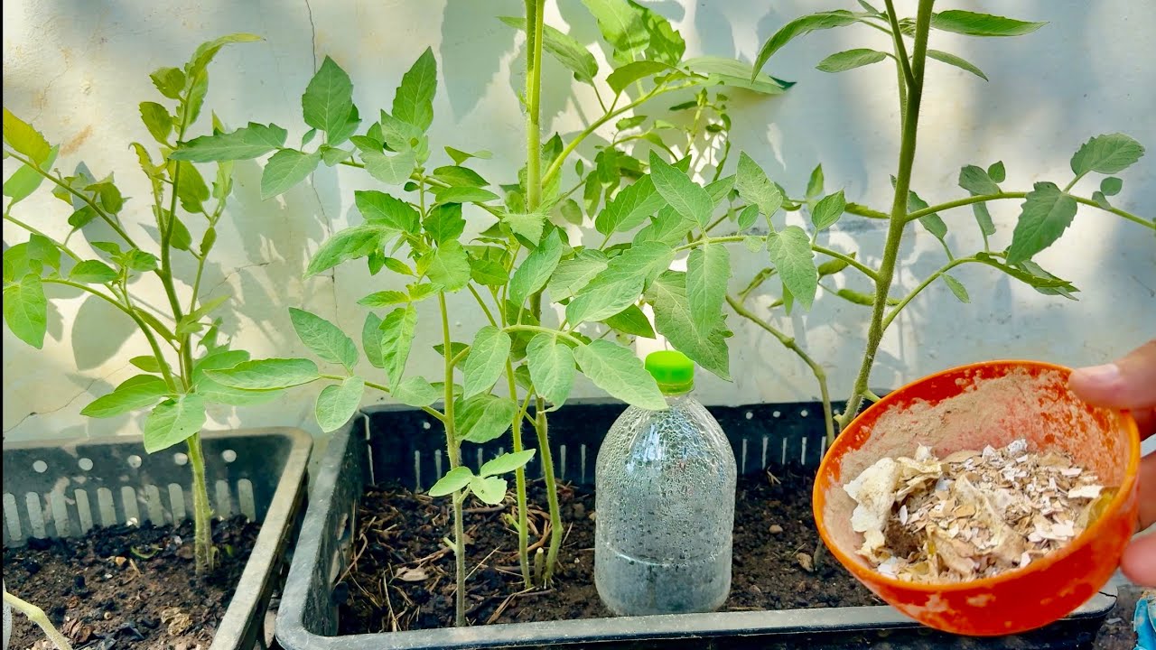 Advantage Of Eggshells Can Help Roots And Leaves Potatoes .
