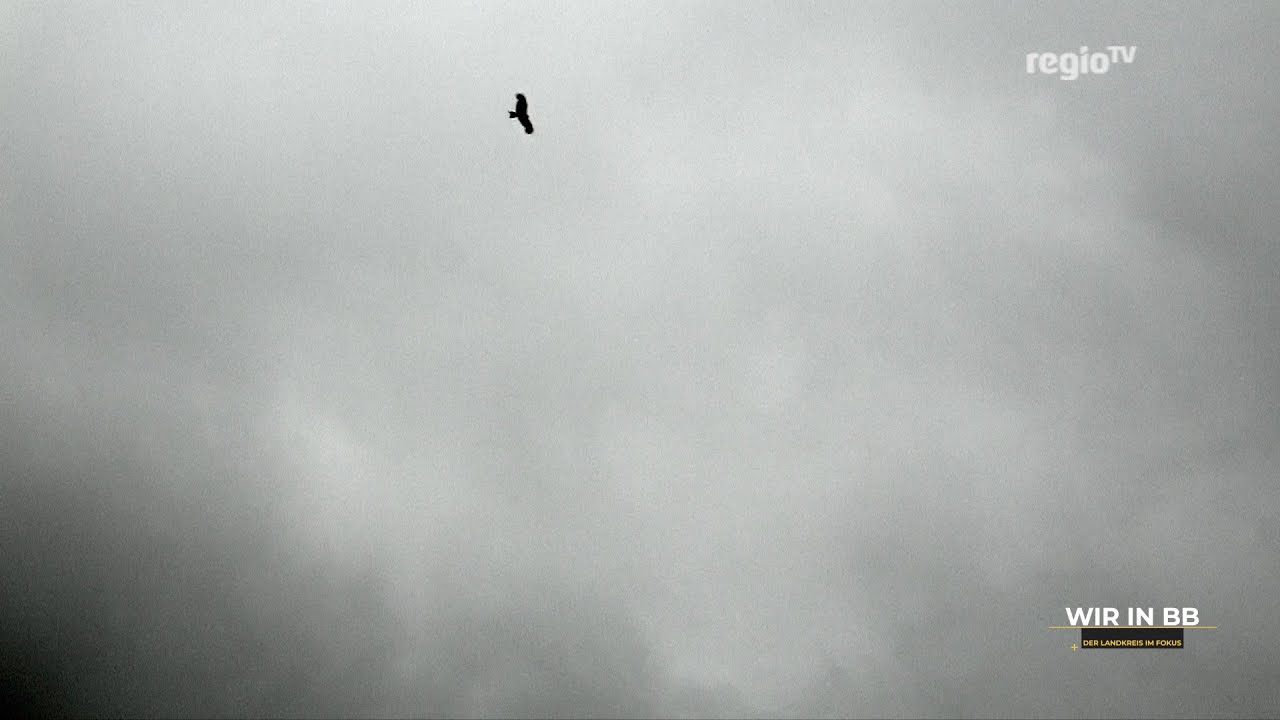 Vorsicht vor Greifvogel-Attacken in Herrenberg