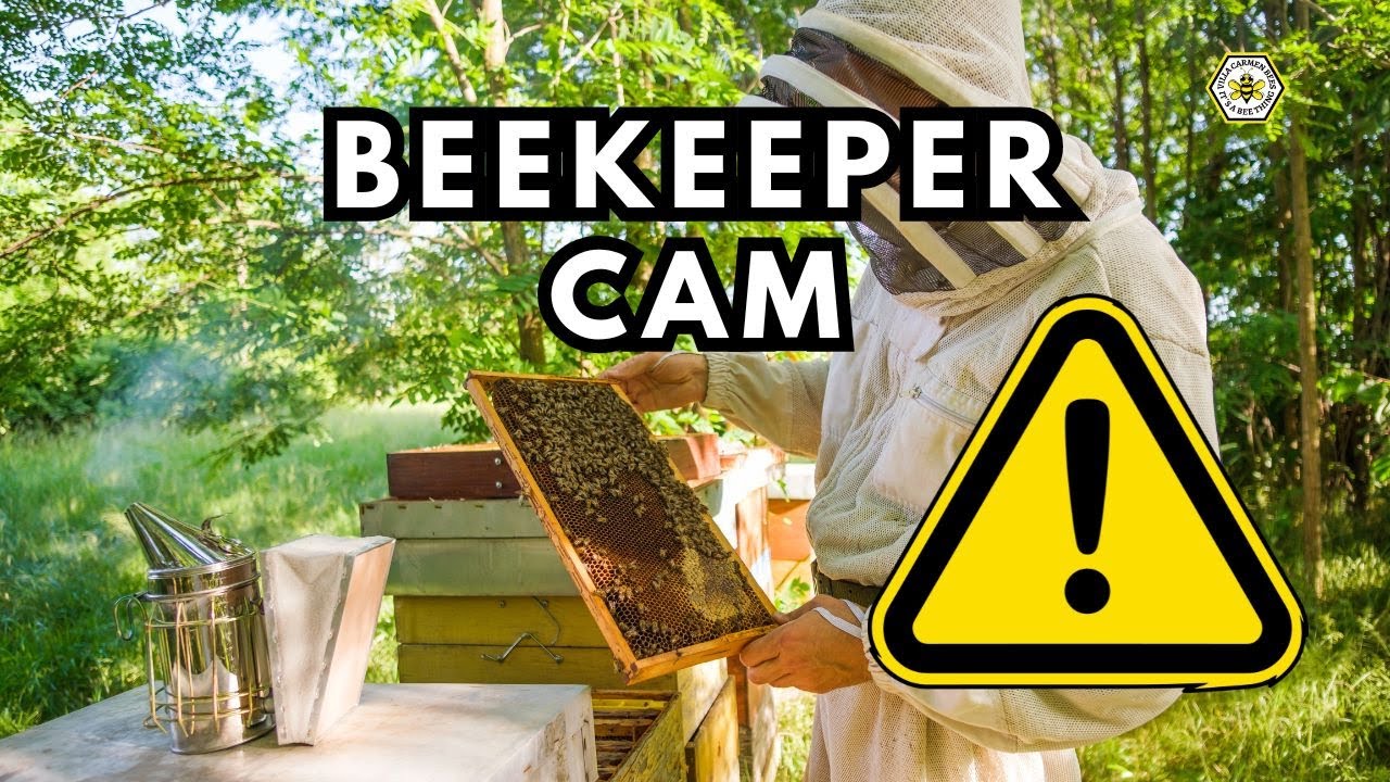 🍯Inside an Aggressive Beehive -View Through a Beekeeper’s Veil (Africanised Bees) 