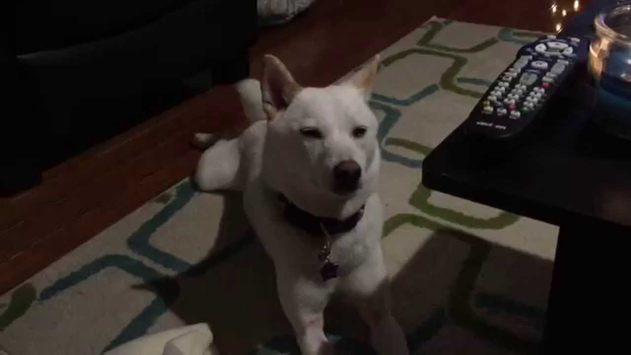 Yukister( shiba inu) falls asleep while begging