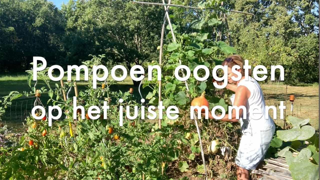 Ini's Moestuin #158 - Pompoenen oogsten op het juiste moment & oogst zomergroenten verwerken.