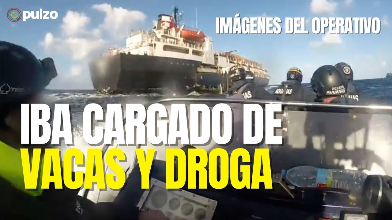 España incauta toneladas de cocaína en buque con ganado que salió de Colombia | Pulzo
