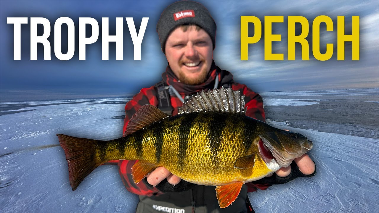 Ice Fishing for TROPHY Perch Through the Ice!