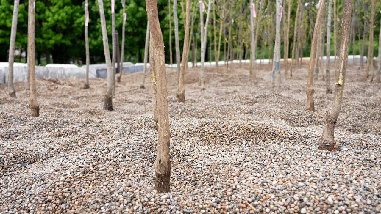 Gravel bed nursery