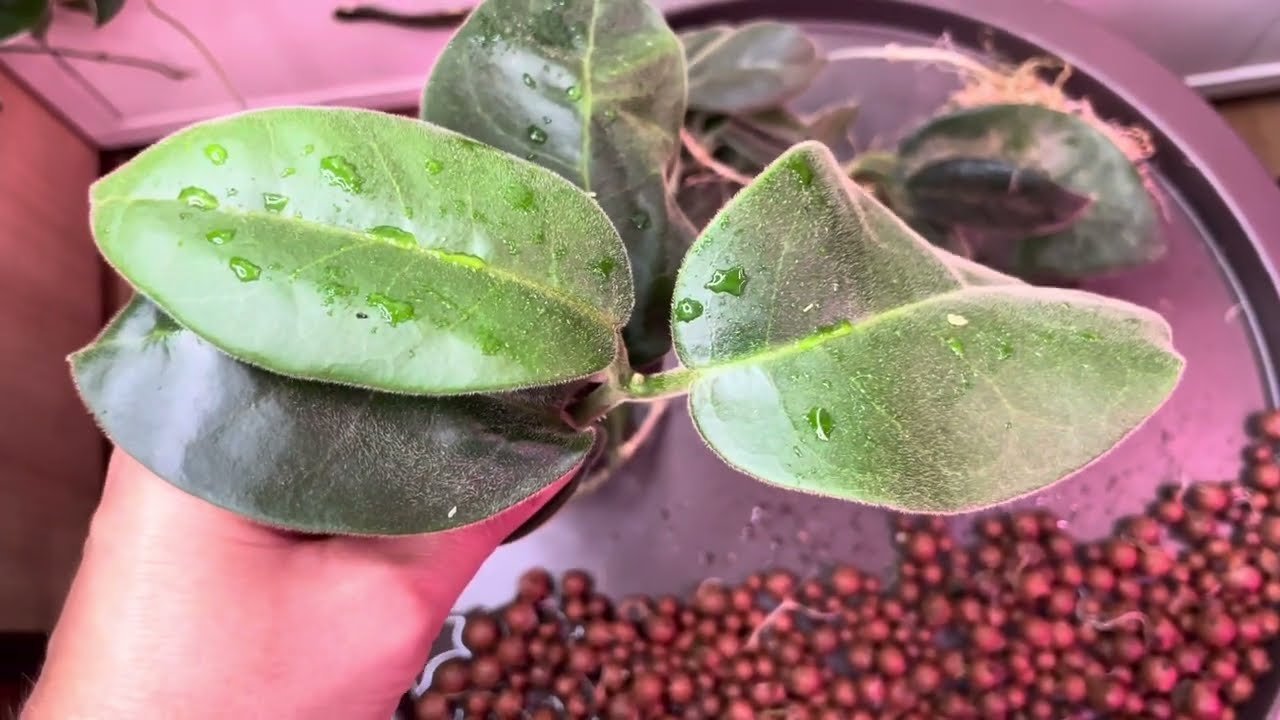 Мои необычные эксперименты с хойями 😲🌿🌱