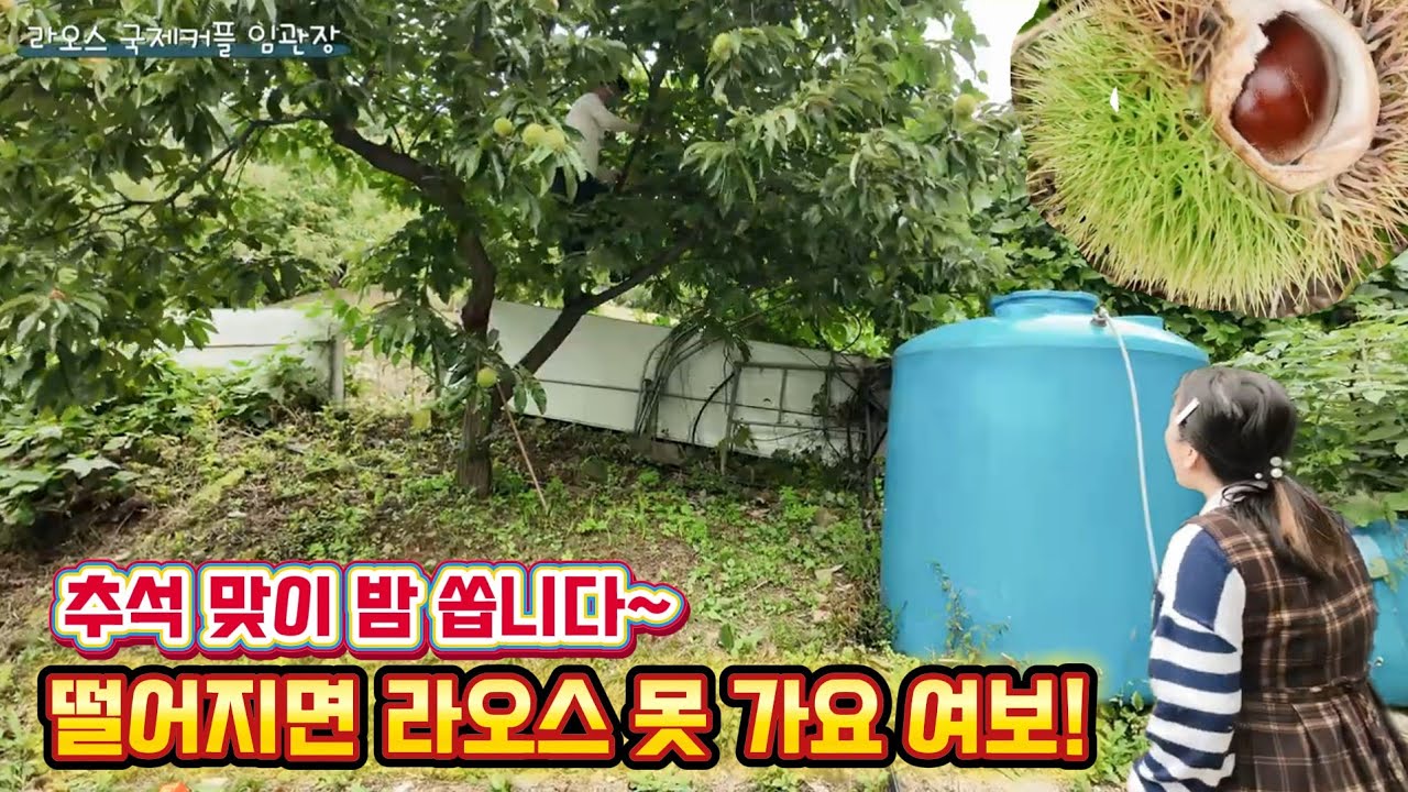 라오스 국제커플 농장에서 직접 수확한 밤을 드디어 나눠드립니다!