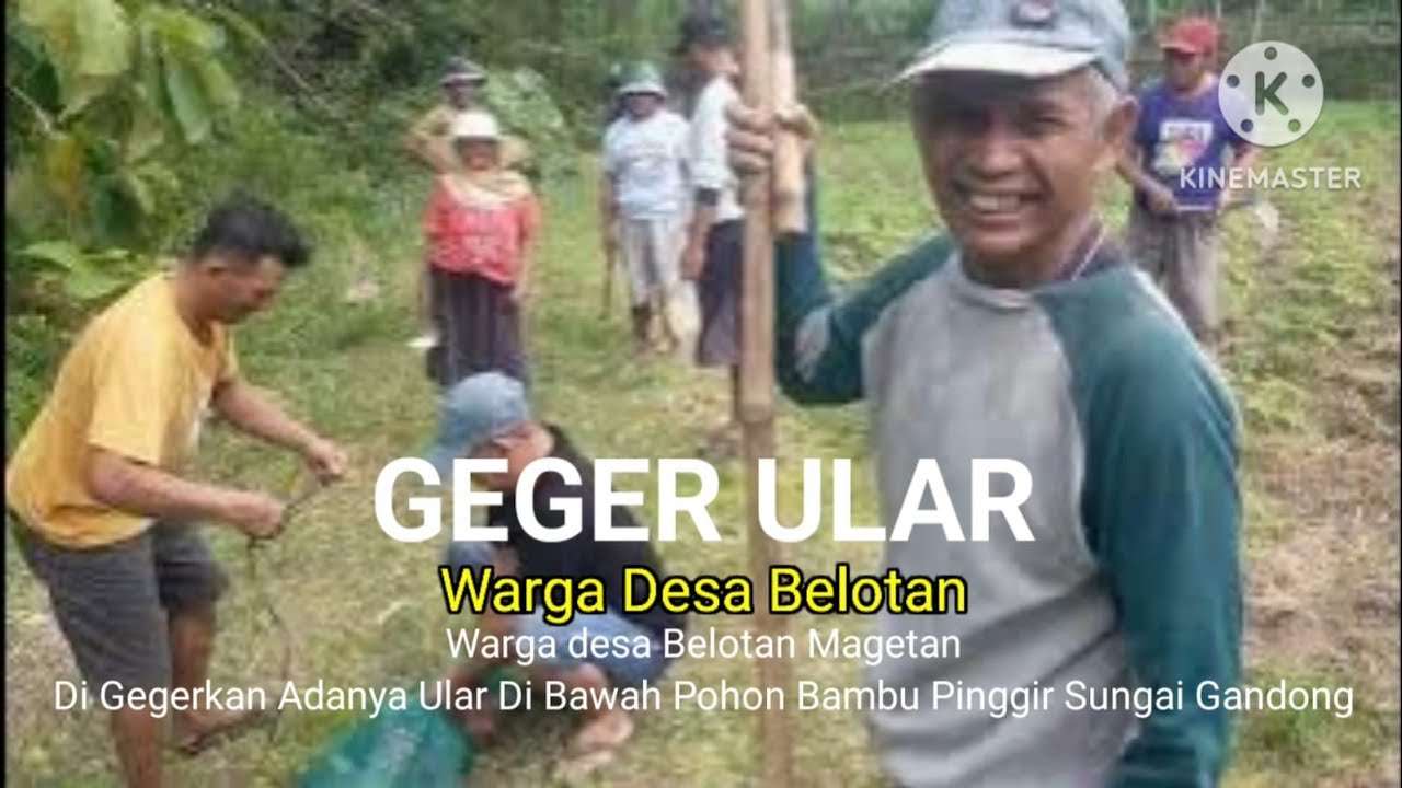 GEMPARKAN ‼️ULAR BESAR DIPERSAWAHAN WARGA DESA BELOTAN👆