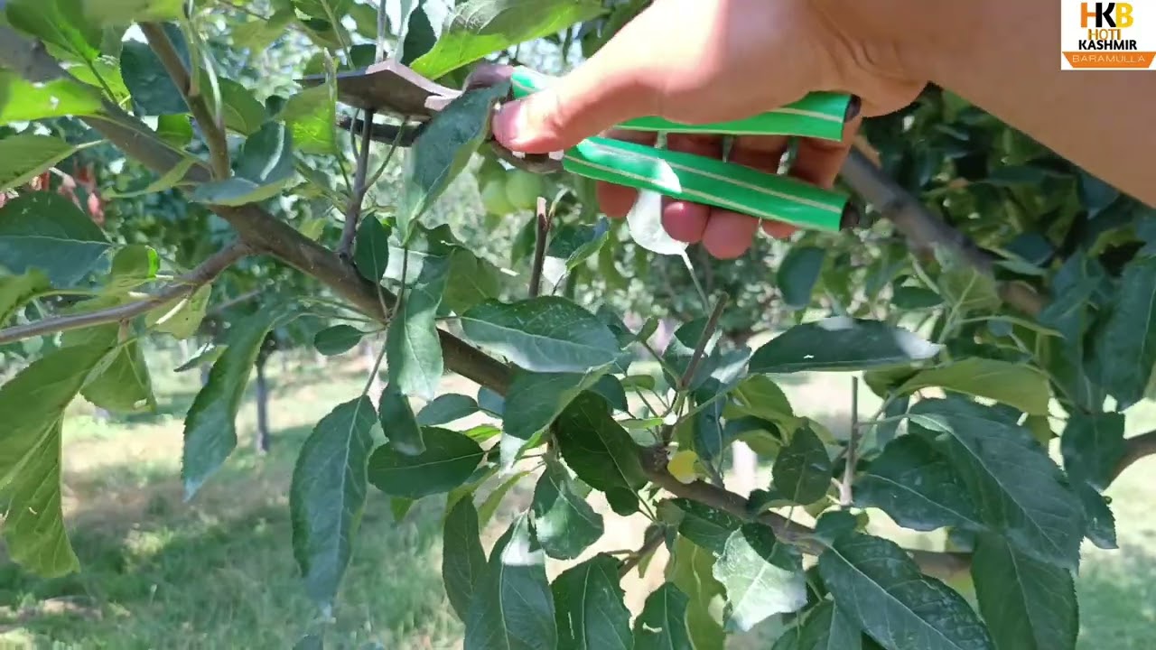 Why Summer Pruning is so much Important. #summer_pruning_in_traditional Apple trees.