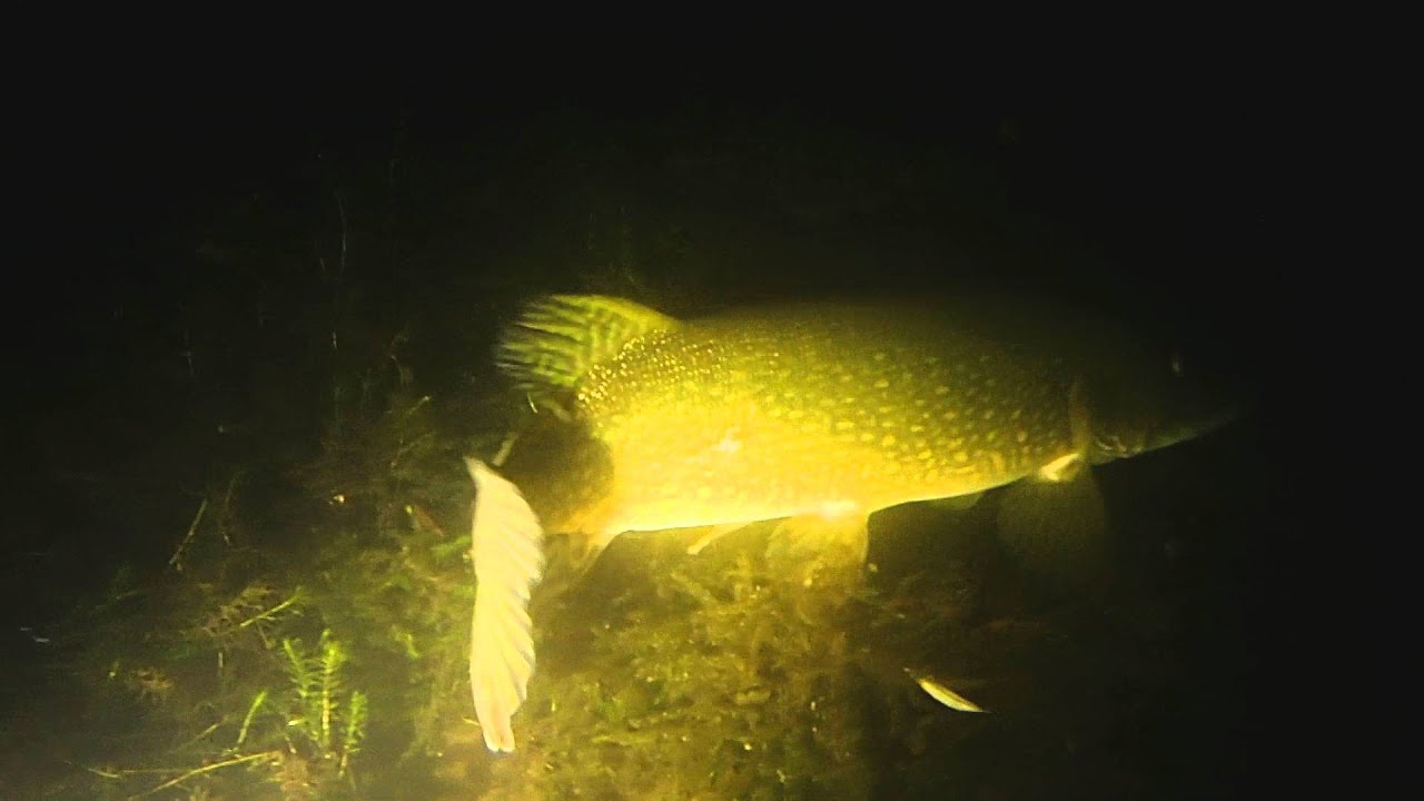 Snoek Tijningenplas - Duikvereniging Rosmalen - OSV Rosmare
