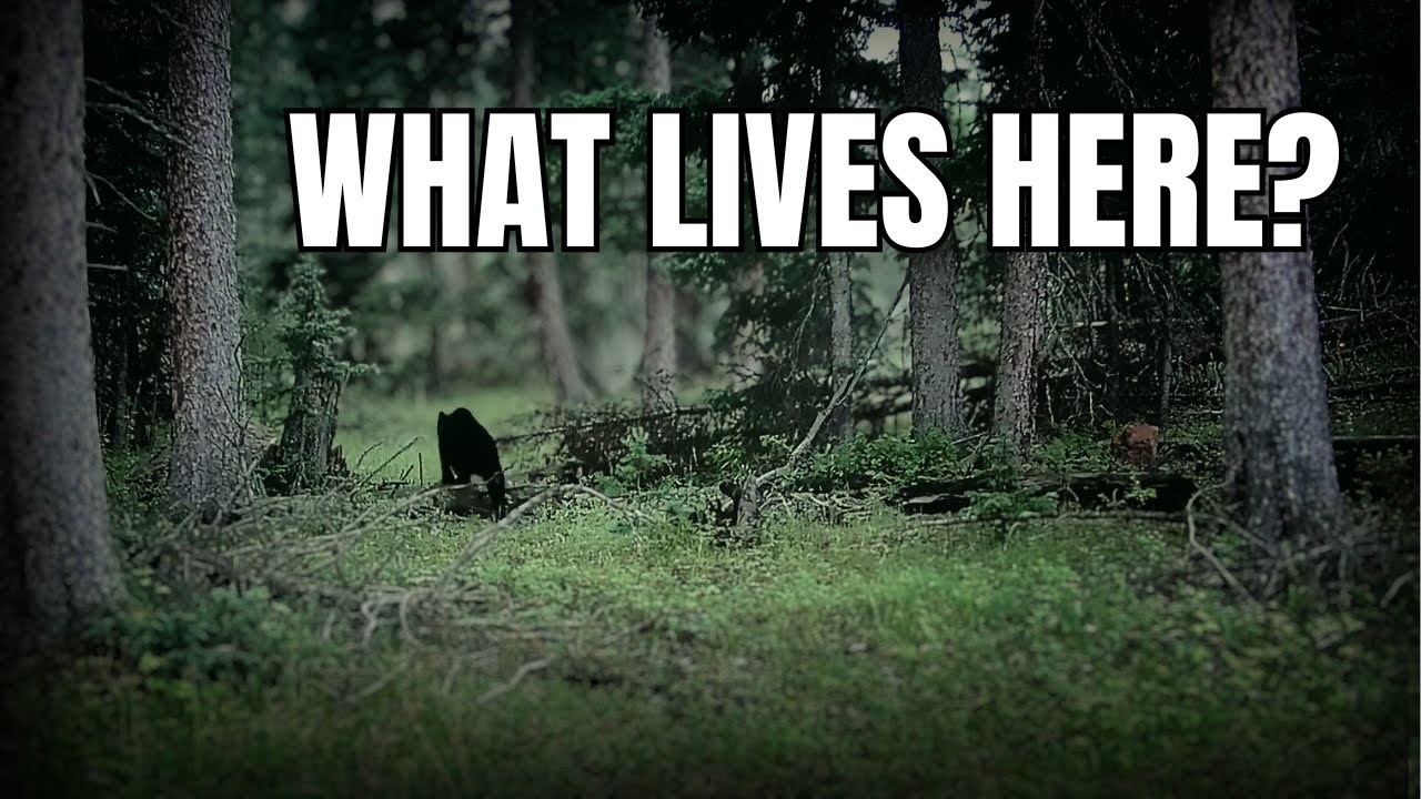 Trail Cam Secrets: Who’s Really Living in the Colorado Backcountry