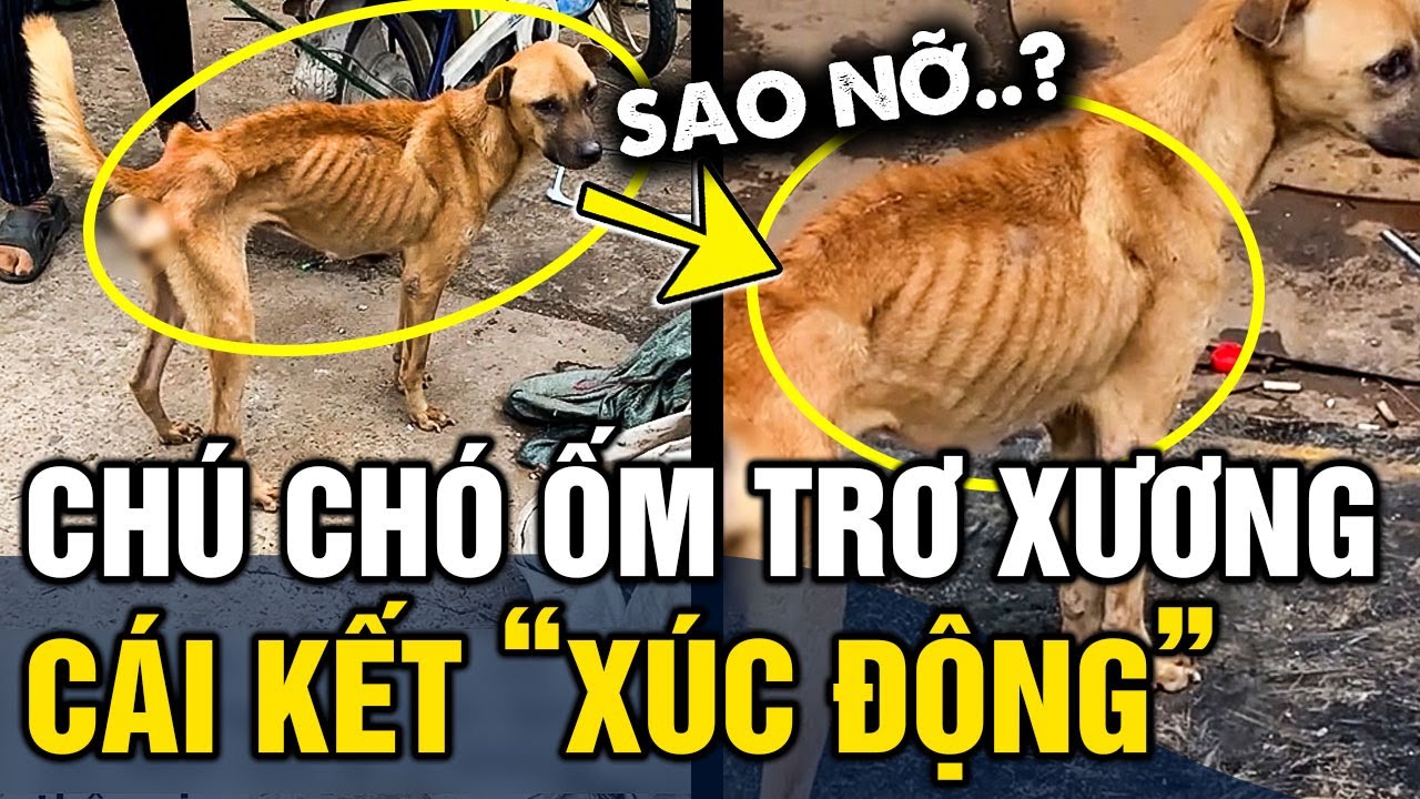 Gặp chú chó 'GẦY TRƠ XƯƠNG' ngoài đường, cô gái có 'HÀNH ĐỘNG' khiến CĐM rơi nước mắt | Tin 3 Phút