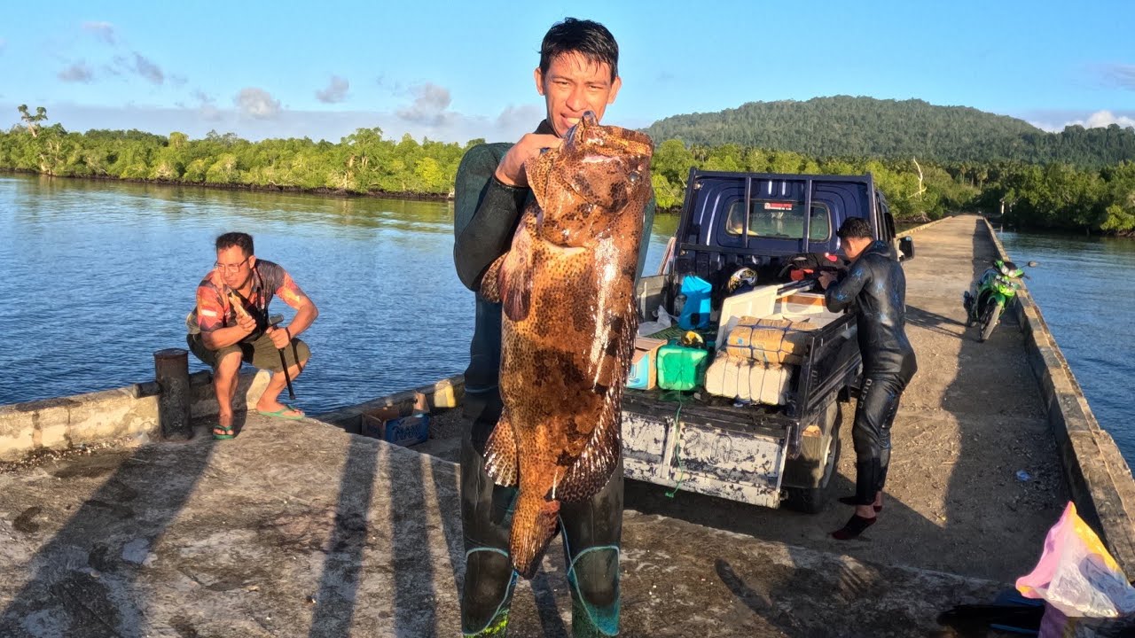 #Eps 122 Panah ikan kerapu tiger besar