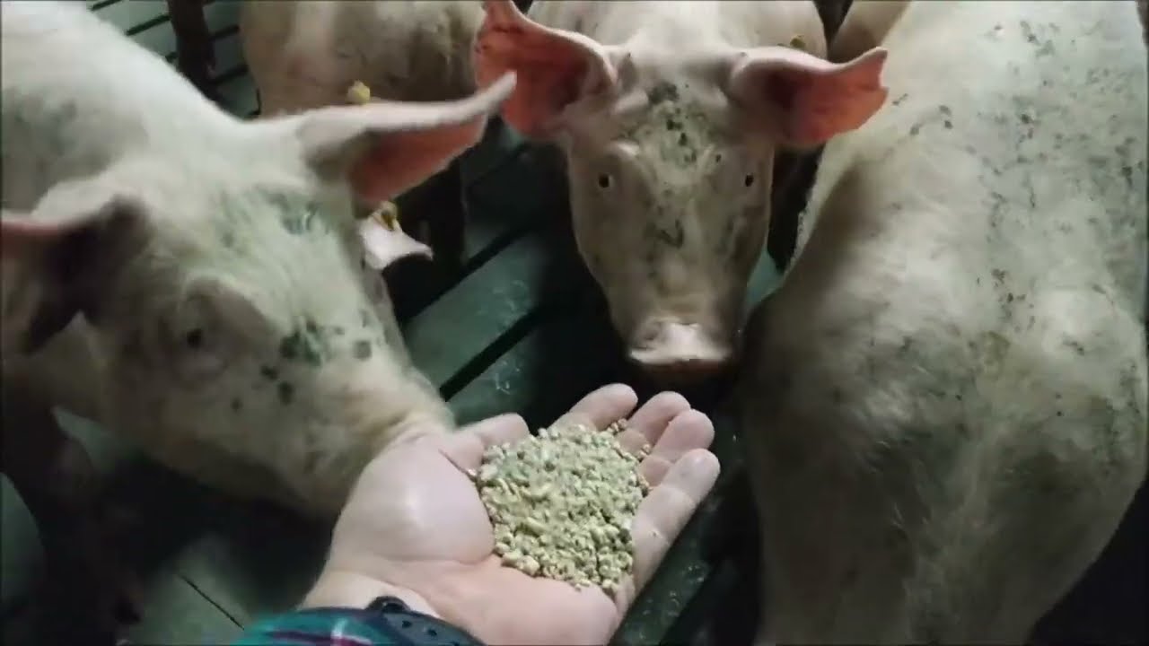 Otwarcie Chlewni – Gobarto 500 | Nowoczesna tuczarnia z izolacją XPS Agro