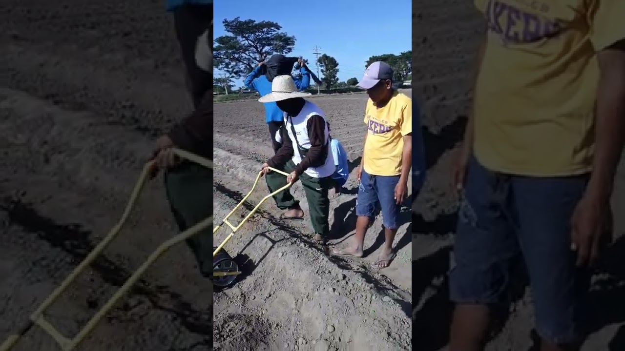Direct onion seeding using transplanter...