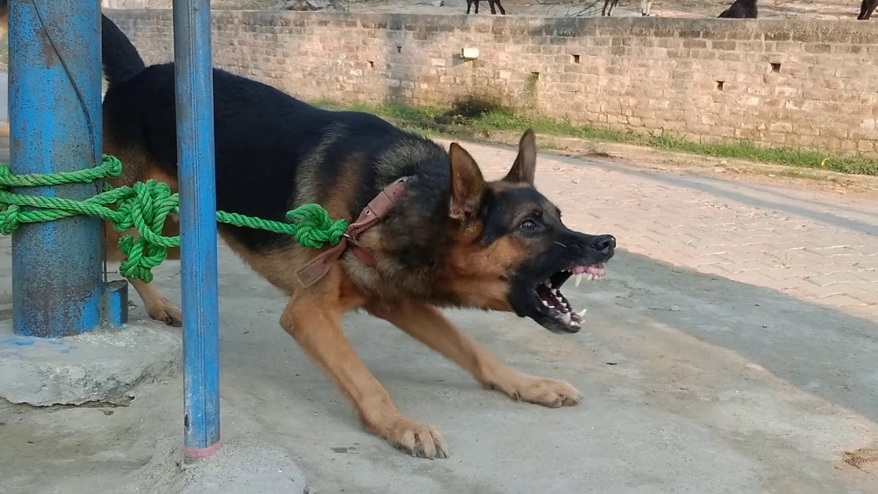 World's biggest gsd/aggressive german shepherd barking 🥵😡🔥🔥🔥