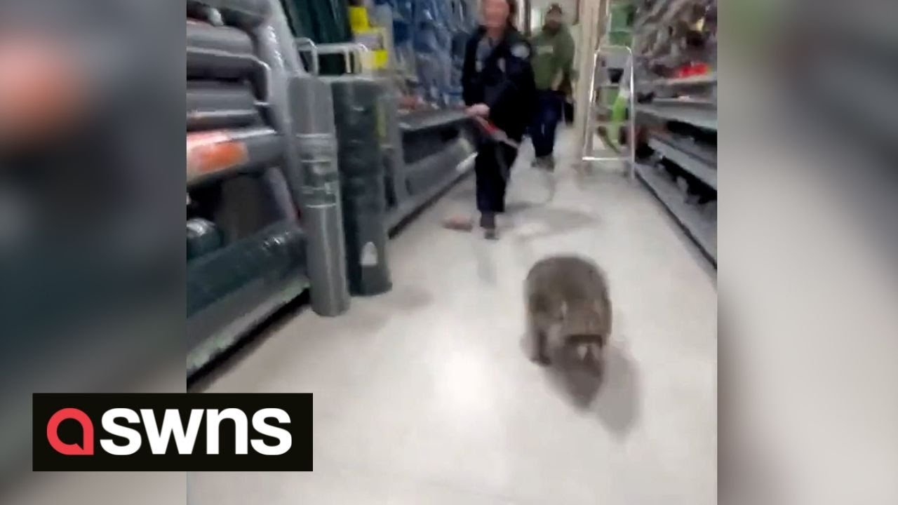 Wild raccoon leads Colorado police on indoor chase after getting STUCK in wall of local store | SWNS