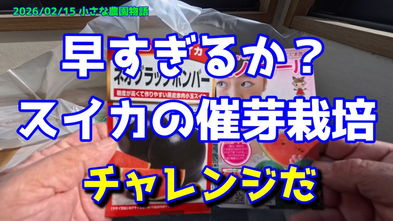 【スイカ】早すぎるか？スイカの催芽栽培　チャレンジだ 2026/02/20