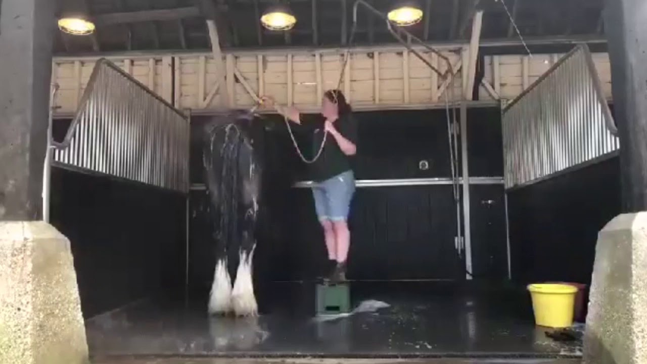 Wimpole Video Diary - bath time for the shire horses