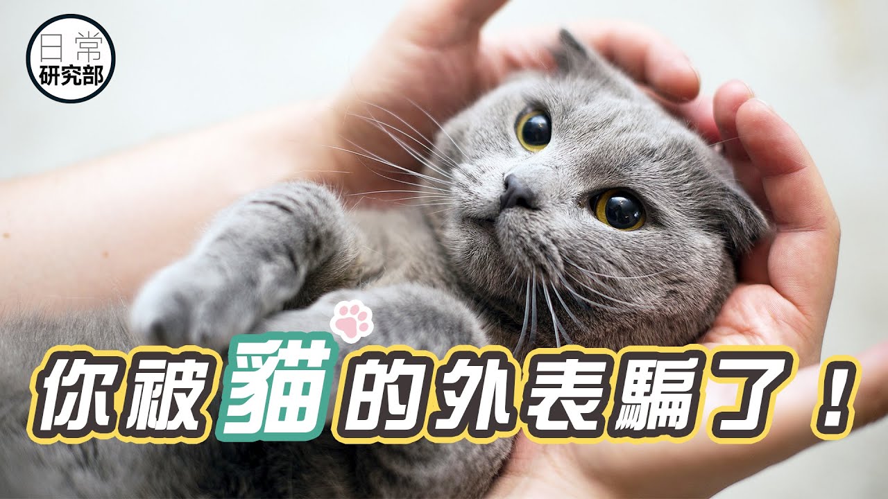 你對貓的固有印象都是假的，牠表面和你想像中差距很大！