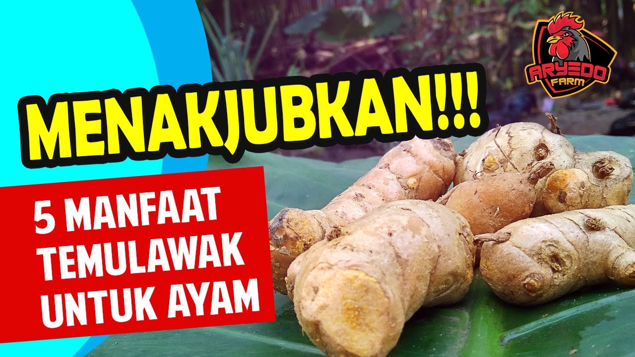 MENAKJUBKAN! Inilah 5 MANFAAT TEMULAWAK Untuk AYAM & Cara Mengolahnya