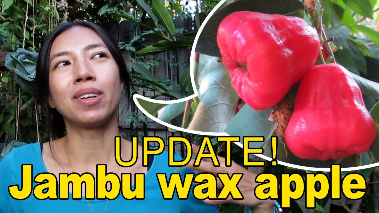 What Happened To Jambu Wax Apple?