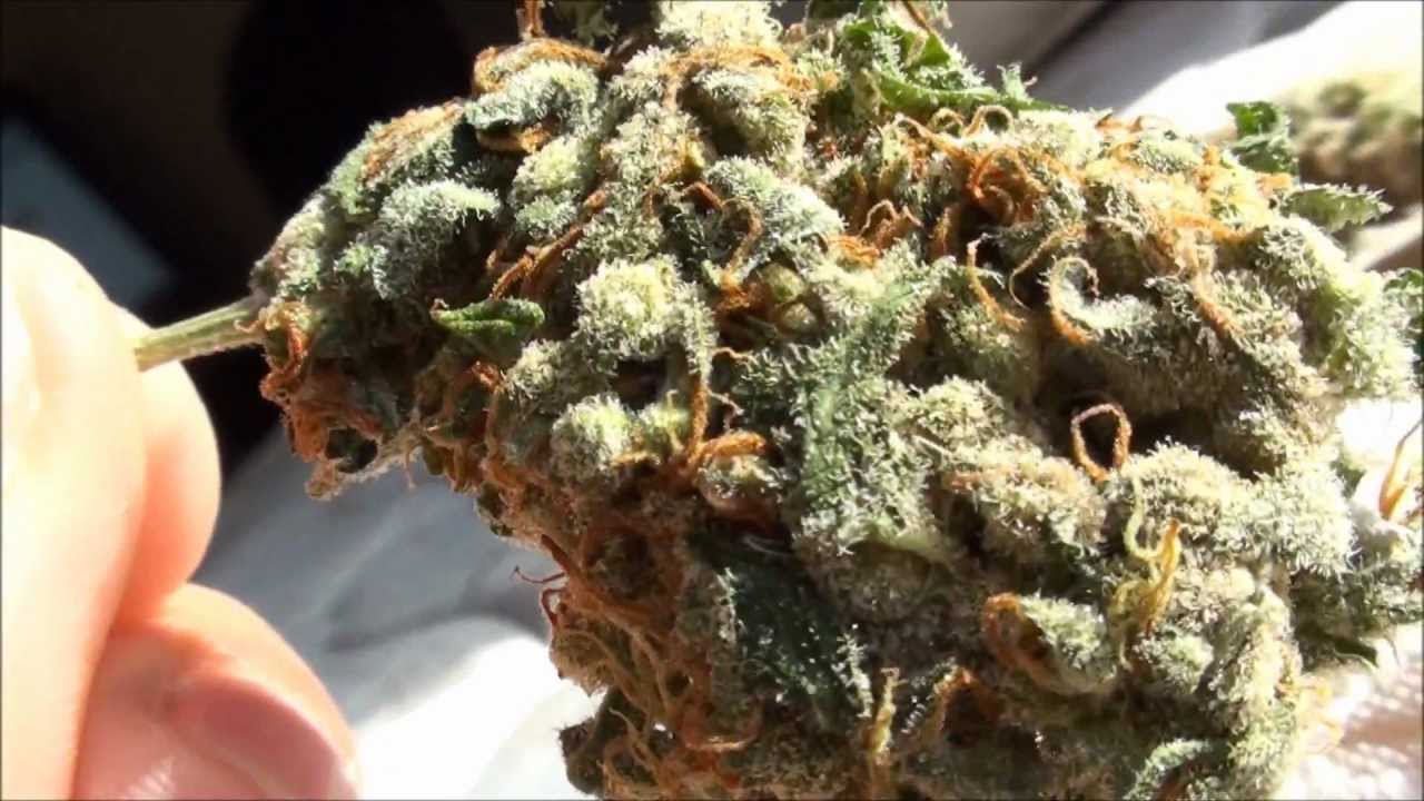 KC Jones - Sativa 21.65 % THC Top Shelf Review in HD