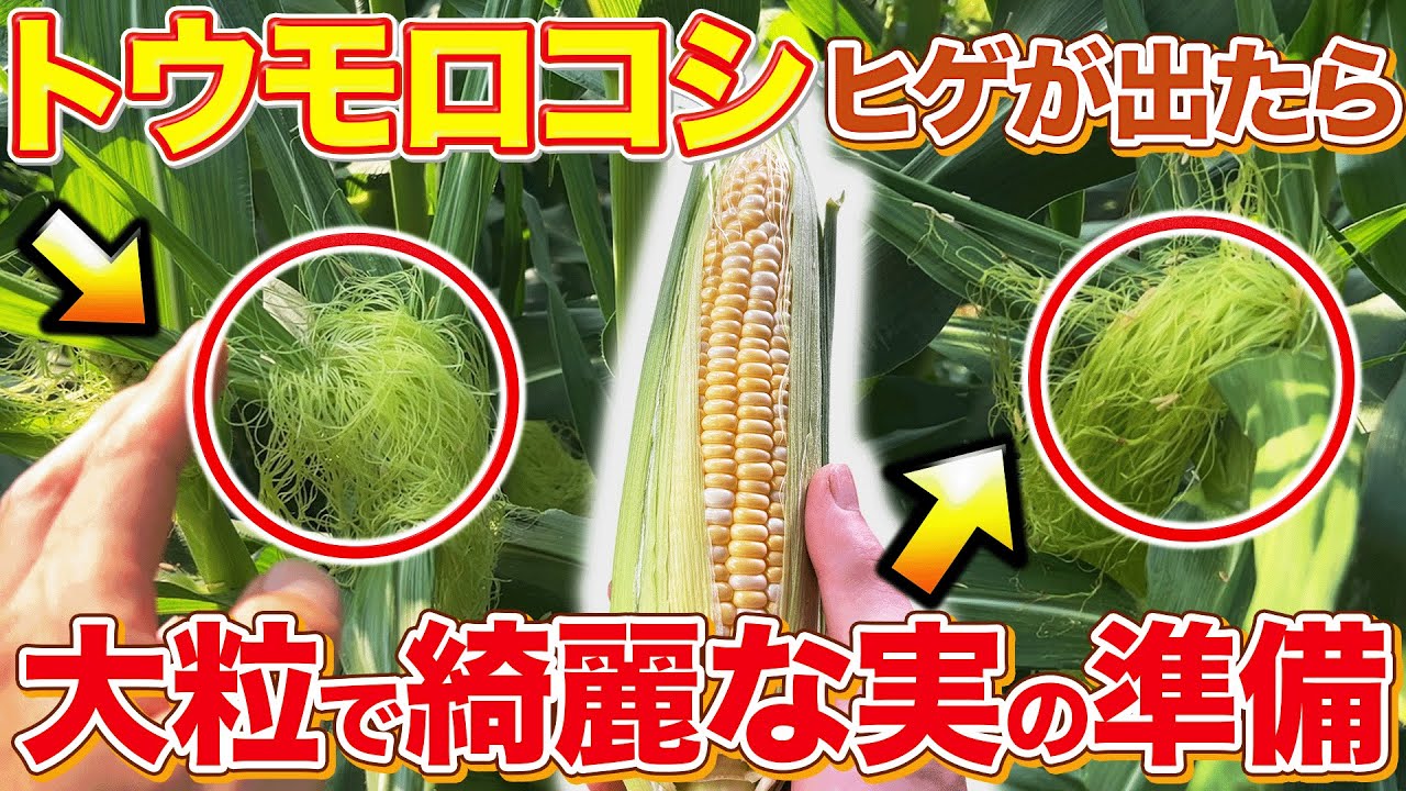 【24h勝負】雌穂が出たらトウモロコシの甘さを爆上げする神ワザ