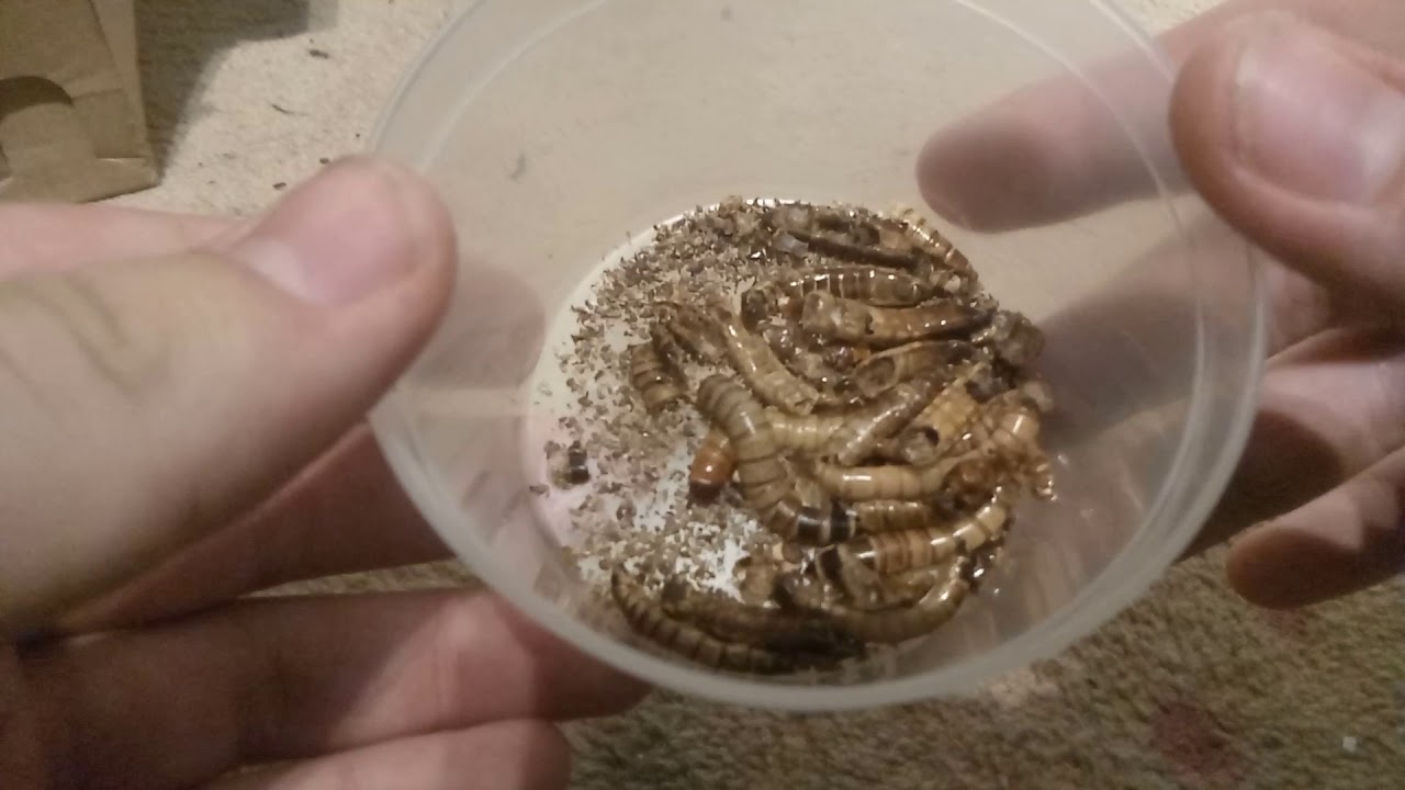 [ASMR] Crunchy worms.