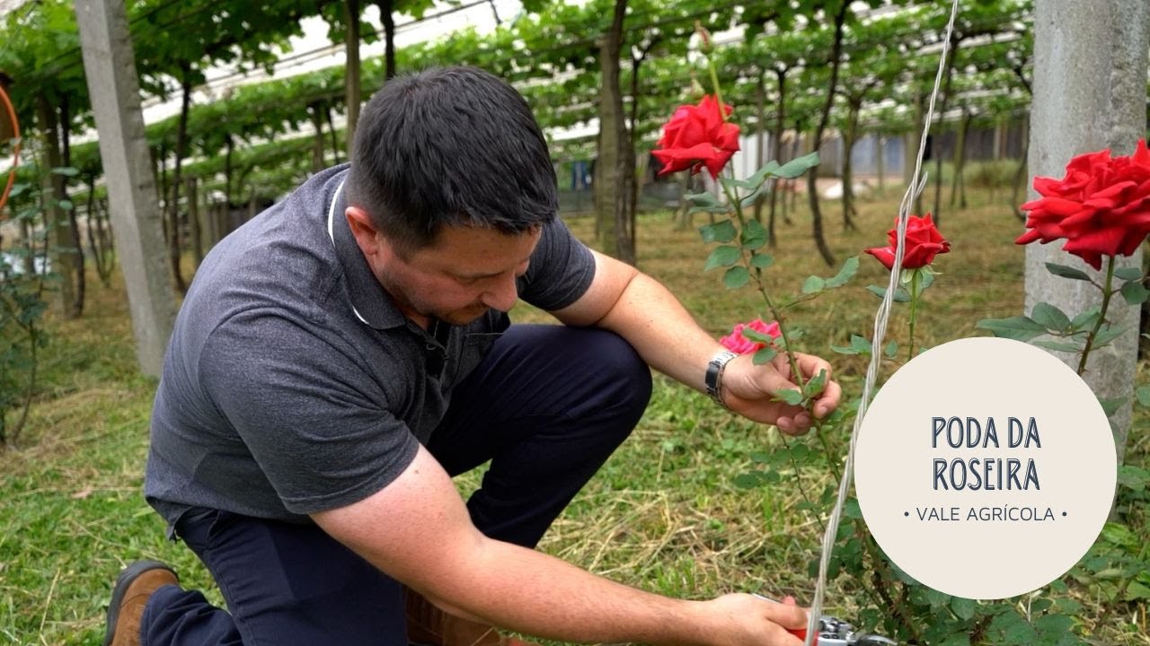 Como fazer a poda da roseira para que ela floresça o ano inteiro!