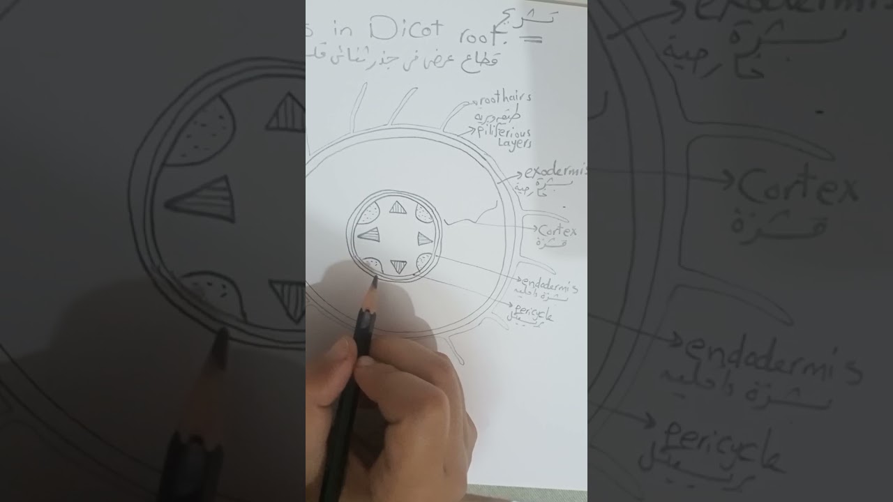 تشريح نبات