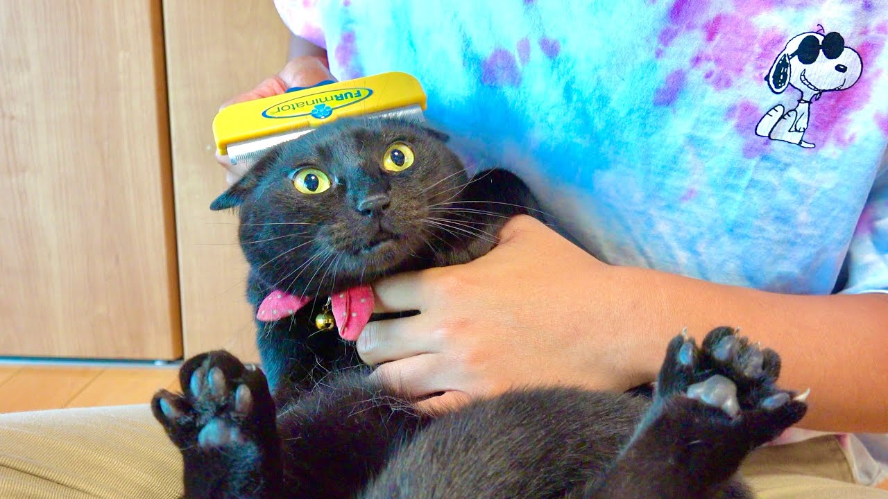 抜け毛がひどい猫にファーミネーターをしてみると
