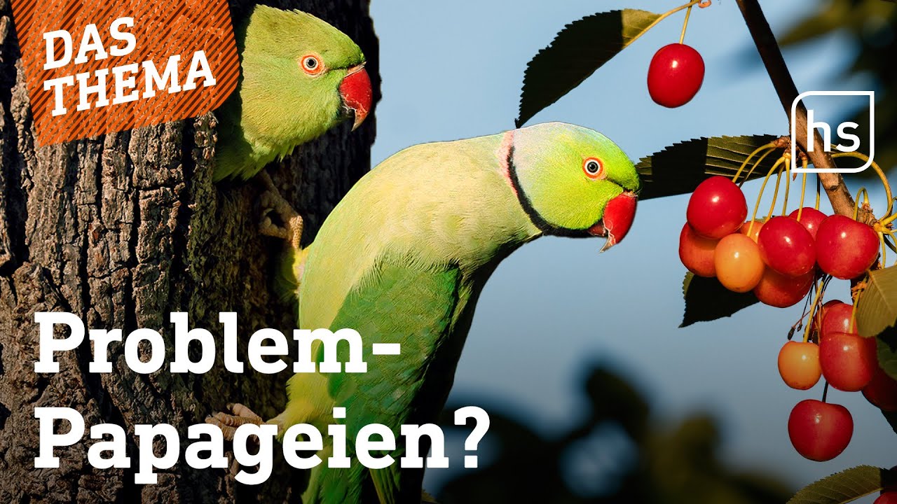 Sittiche fressen Kirschen weg | hessenschau DAS THEMA