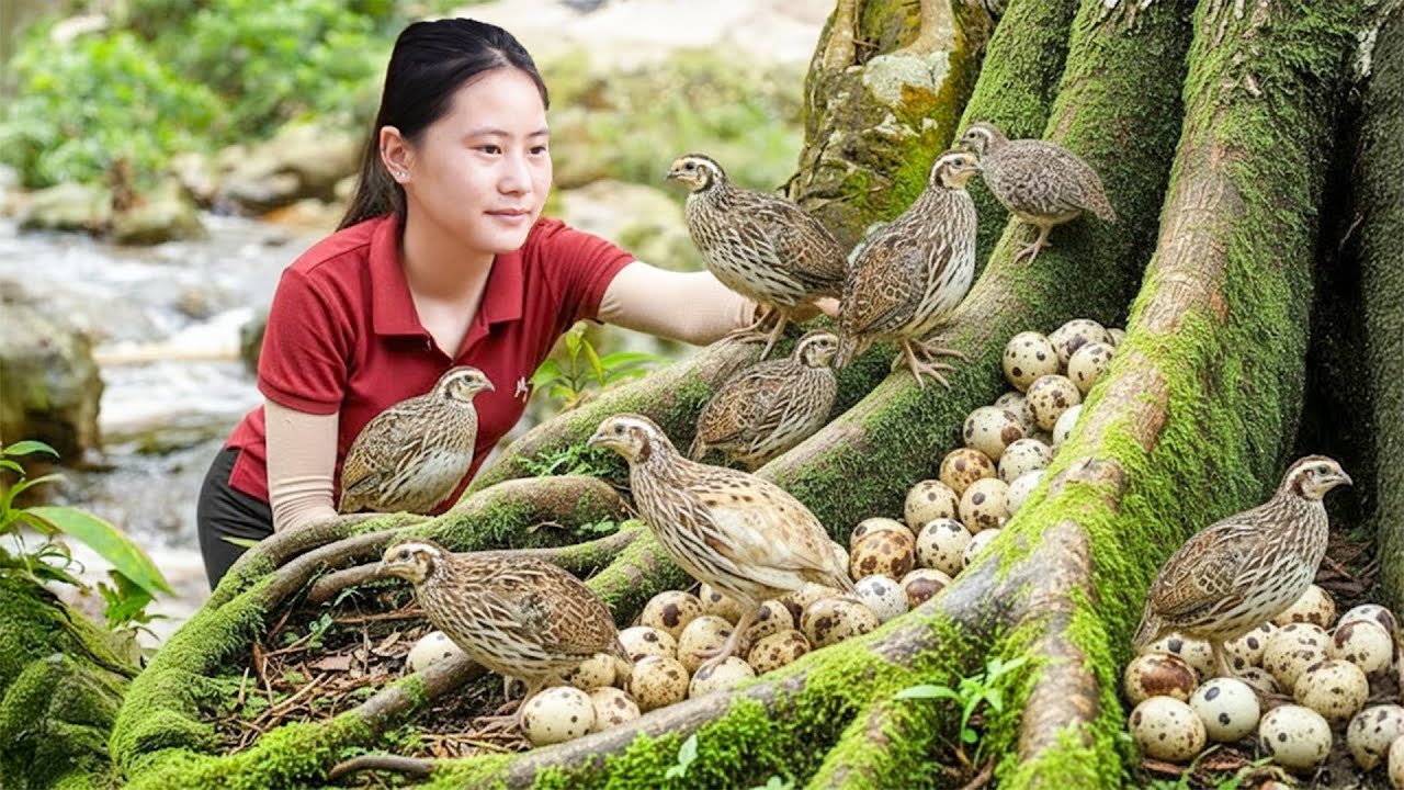 Harvesting Many Wild Quails and Stone Eggs  & Goes to Market Sell – Farm Care and Renovation