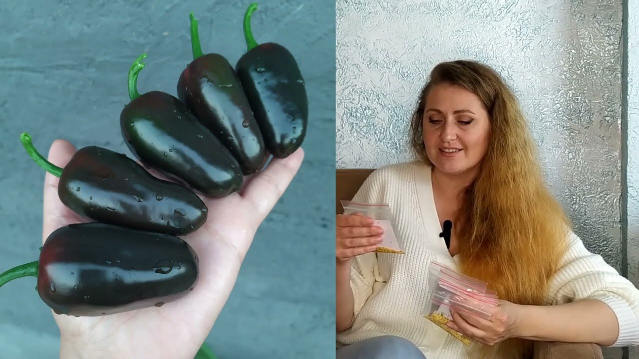 ЛУЧШИЕ СОРТА ПЕРЦЕВ ХАЛОПЕНЬО ОБЗОР! КАКИЕ СОРТА ПЕРЦЕВ ВЫБРАТЬ! ПЕРЕЦ СЛАДКИЙ, СЛАБООСТРЫЙ, ОСТРЫЙ!