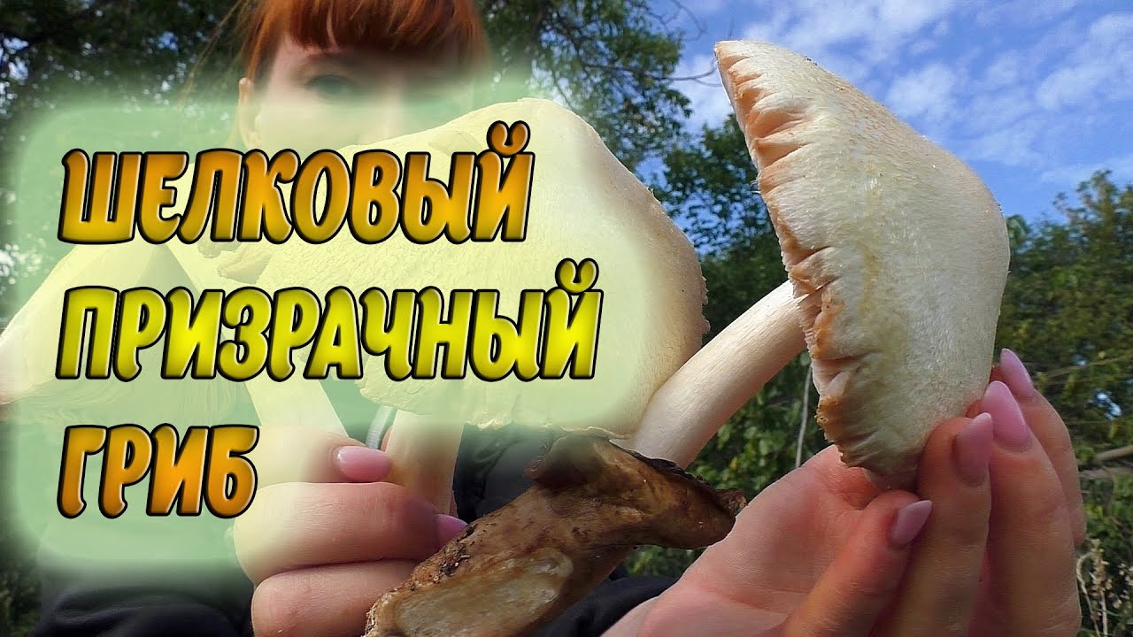НЕОБЫЧНЫЙ СЪЕДОБНЫЙ ГРИБ Вольвариелла шелковистая Volvariella bombycina: ШЕЛКОВЫЙ ГРИБ