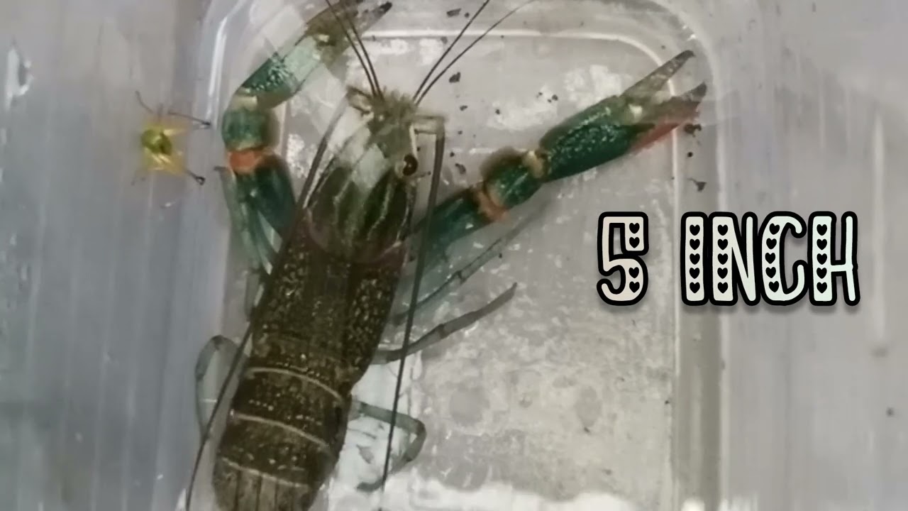 Keeping fresh water Crayfish for 6 month | red claw fresh water lobster