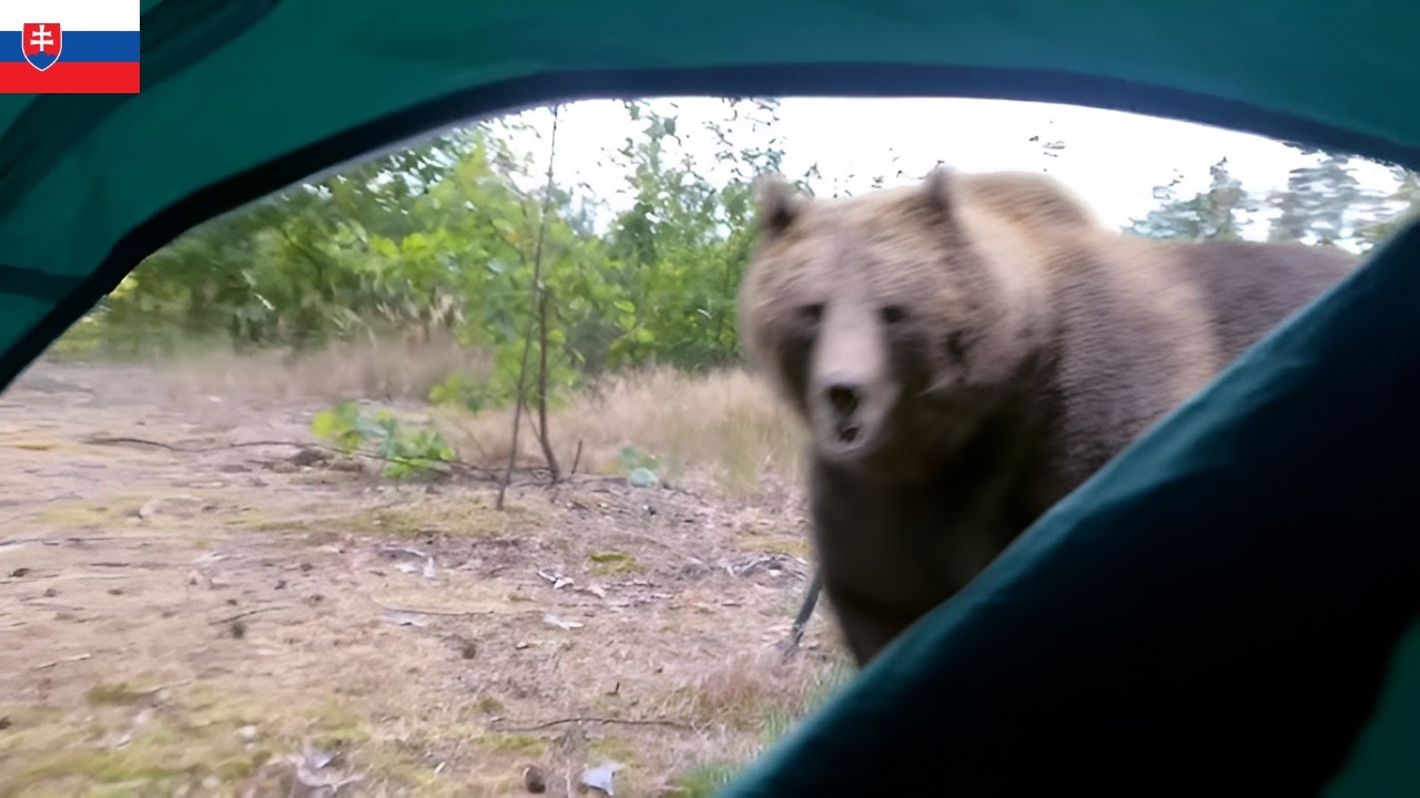 Najhrozivejšie Zábery Zvierat na Slovensku a v Tatrách!