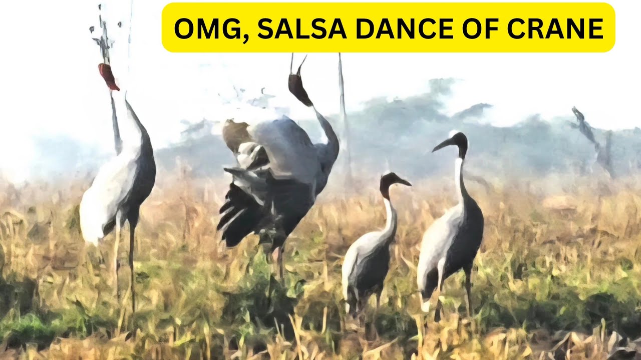 SARAS CRANE का अदभूत नृत्य, 