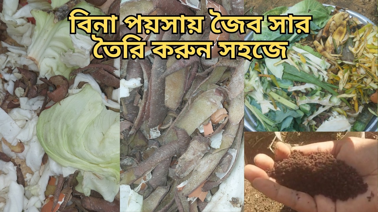 বিনা খরচে জৈব সার তৈরির পদ্ধতি l গন্ধবিহীন সার তৈরি || how to make organic manure without any cost