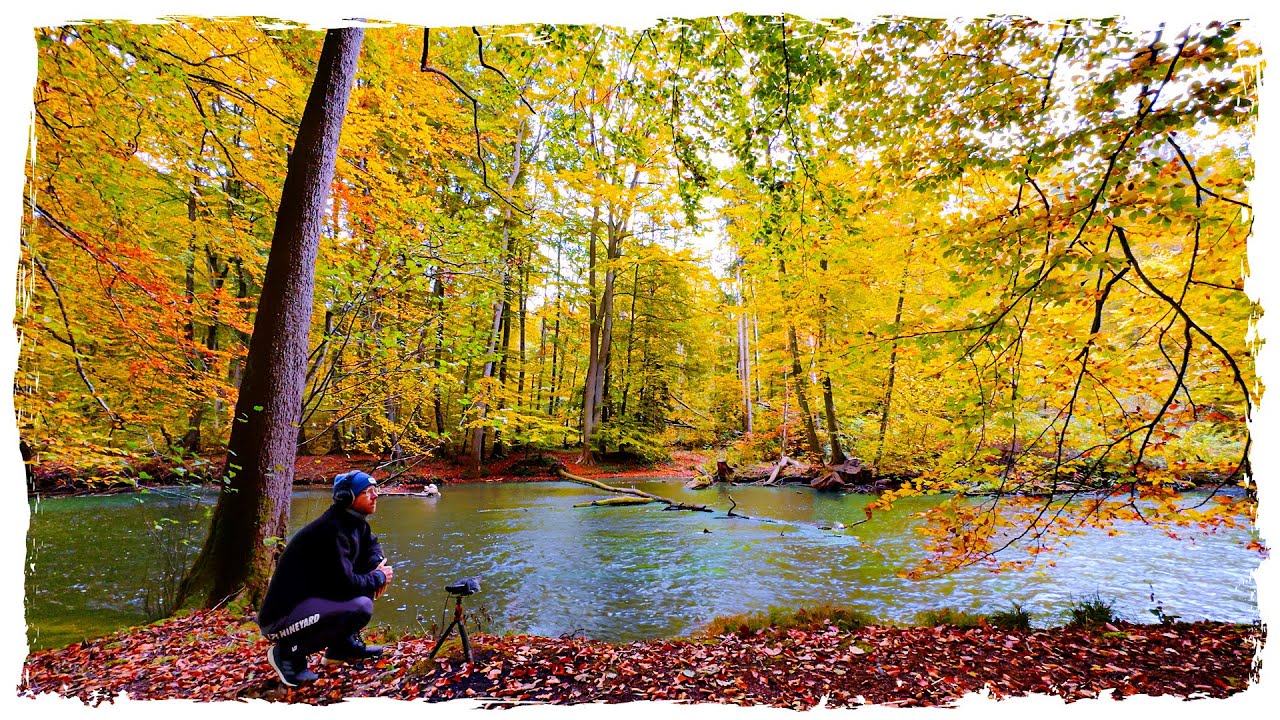 Relaxing Forest River Sounds in Autumn 🍁 | Bird Song & Flowing Water for Deep Calm in 4K