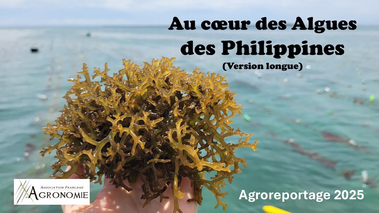 La culture des algues aux Philippines (algoculture) : intérêts socioéconomiques & enjeux à venir