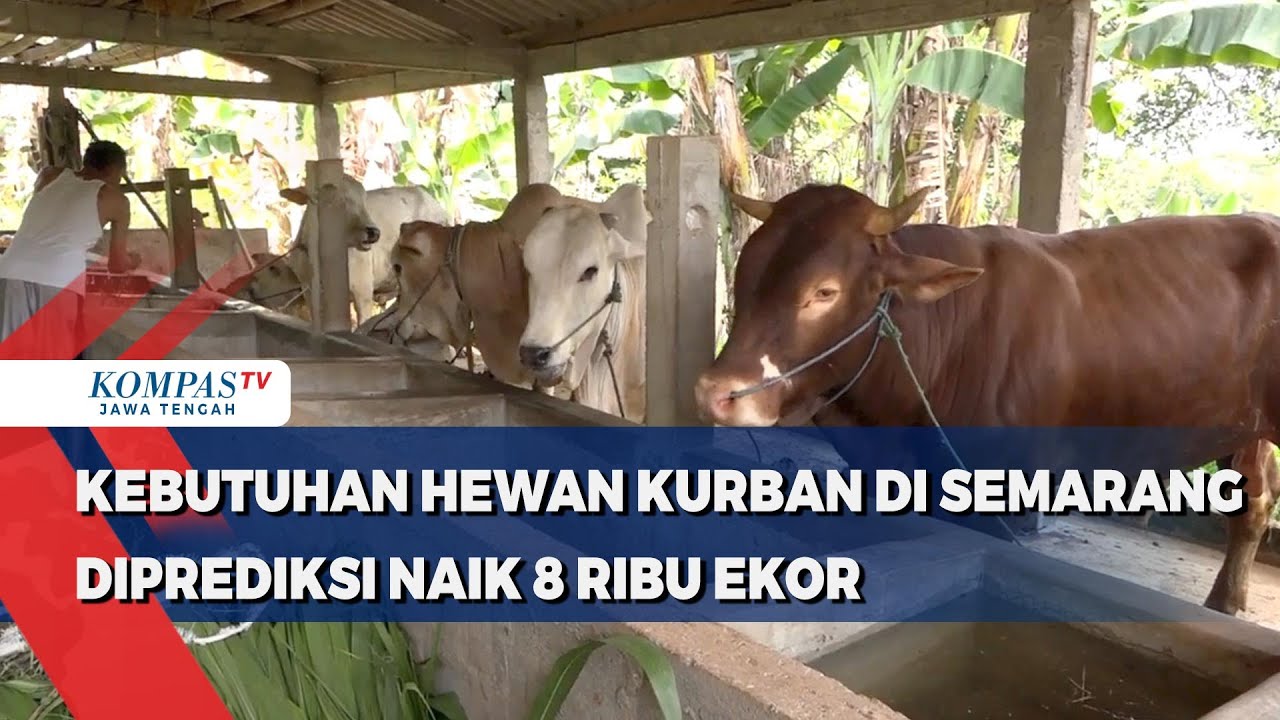 Kebutuhan Hewan Kurban di Semarang Diprediksi Naik 8 Ribu Ekor