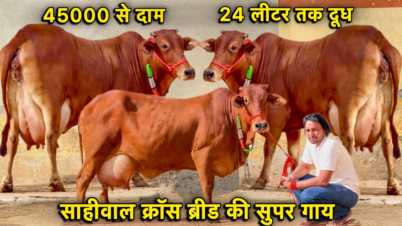 45000 से दाम,किराया फ्री 👌24 लीटर तक दूध कांटे तोलने वाला👍6 गाय बिकाऊ👌Top Cross Breed Cows For Sale