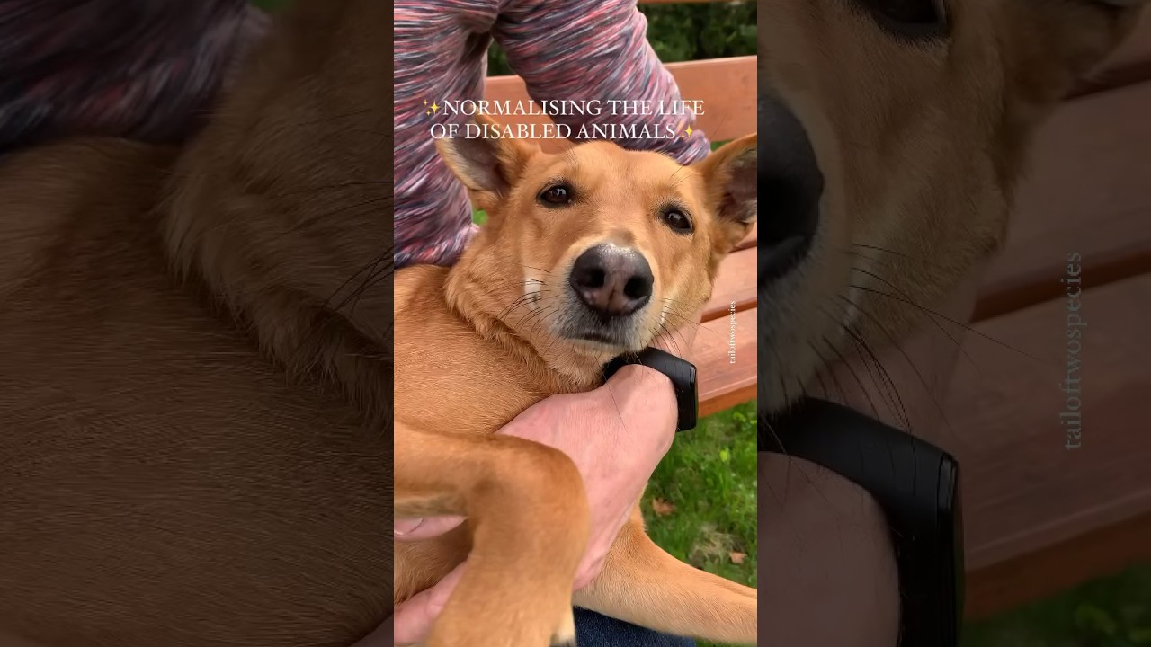 Caring for a disabled animal is not as hard as you think