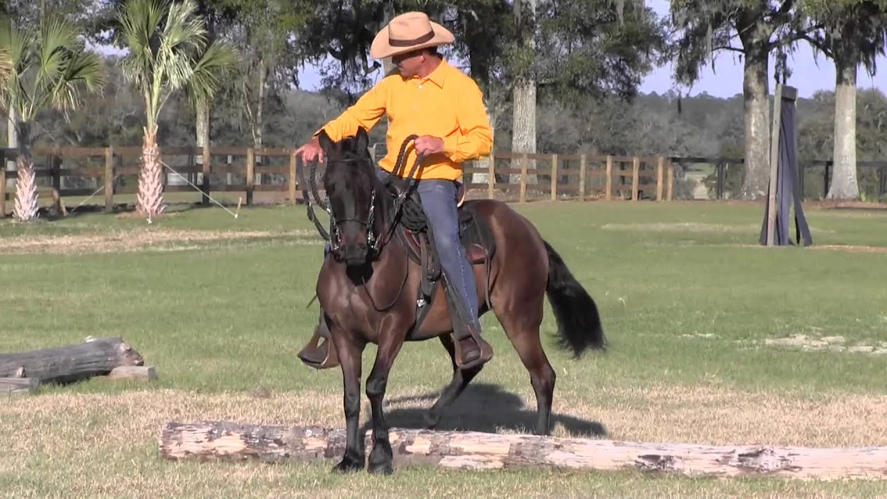 Equine Crossfit - Where Paso Finos learn to be the ultimate Show & Recreational “Hybrid” Horse