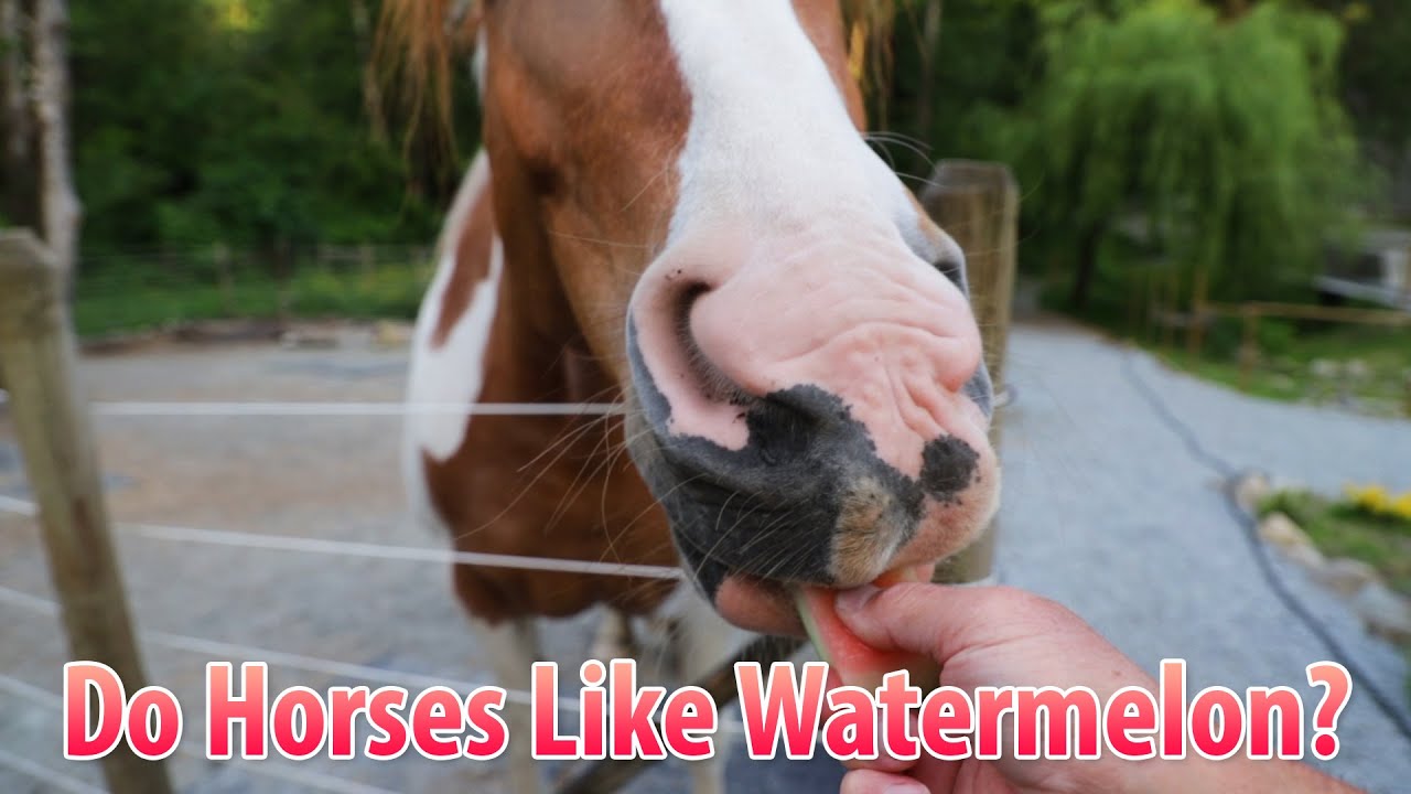 Do Horses Like Watermelon? According To Our Science, 63% Like Watermelon!