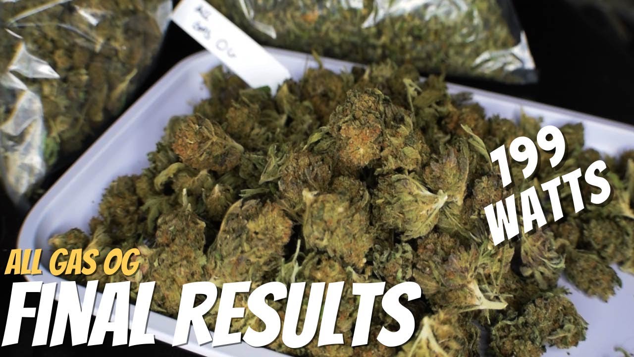 ALL GAS OG: 9 Plant SCROG Mars Hydro TSW 2000 Harvest